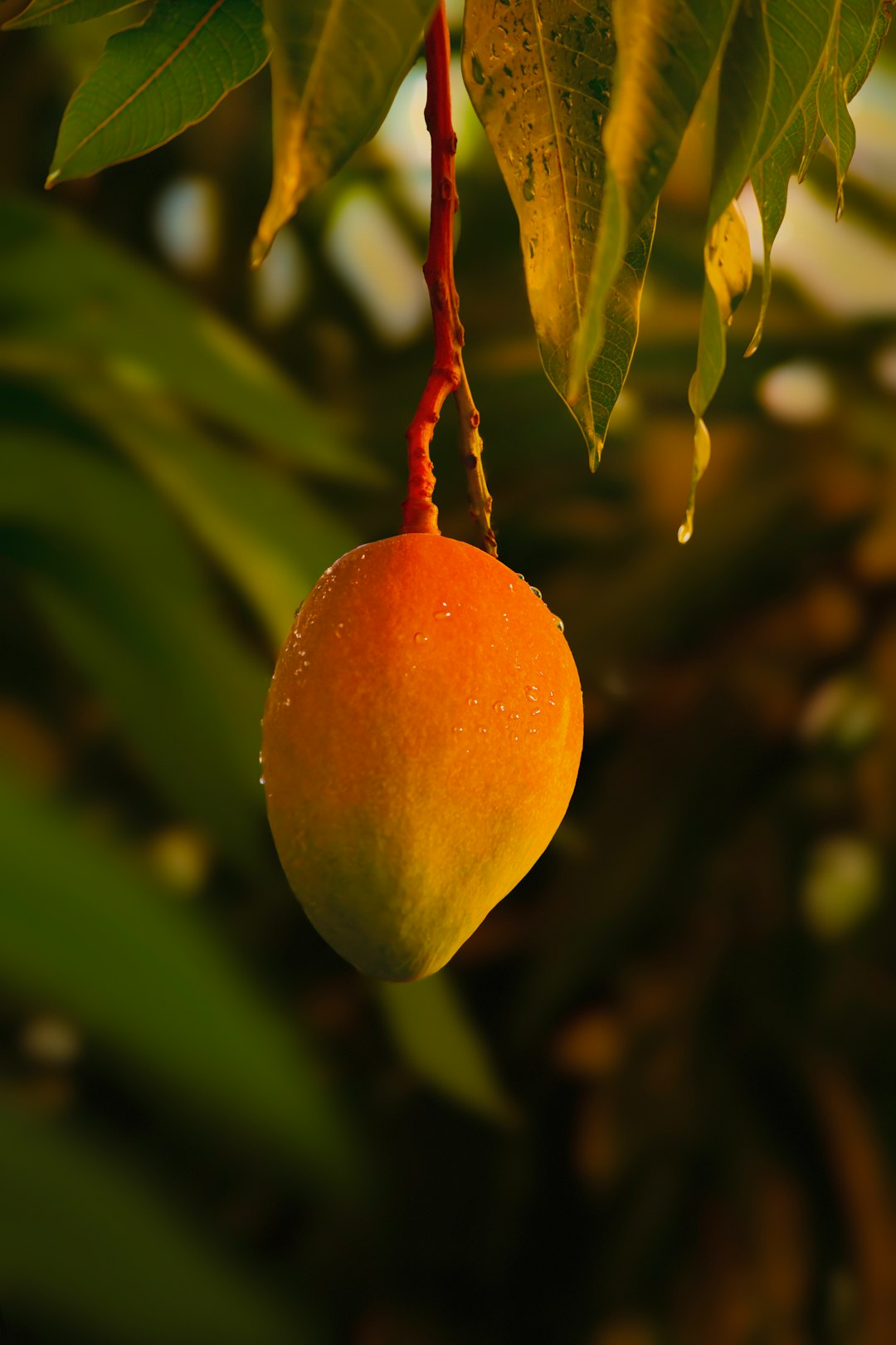 a-close-up-of-a-fruit-hanging-from-a-tree-7cmh2a9vumo